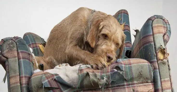 Atividades simples para pets