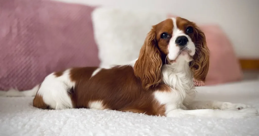Usar coleira ou peitoral no cachorro?