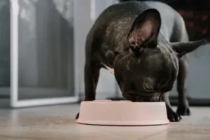 alimento ideal para cachorros