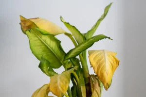 folhas amarelas nas plantas