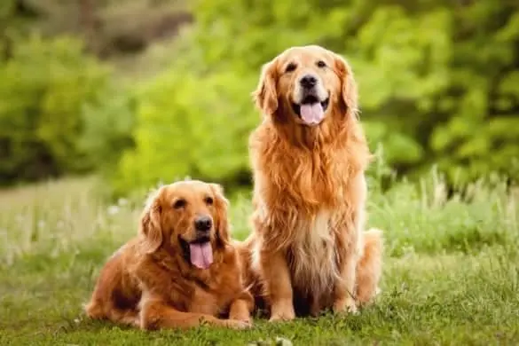 10 raças de cachorro consideradas as mais dóceis 2 golden retriever