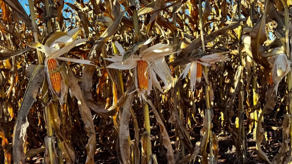Plantio tardio do milho derruba produtividade e preocupa produtores goianos