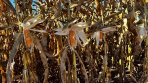 Plantio tardio do milho derruba produtividade e preocupa produtores goianos