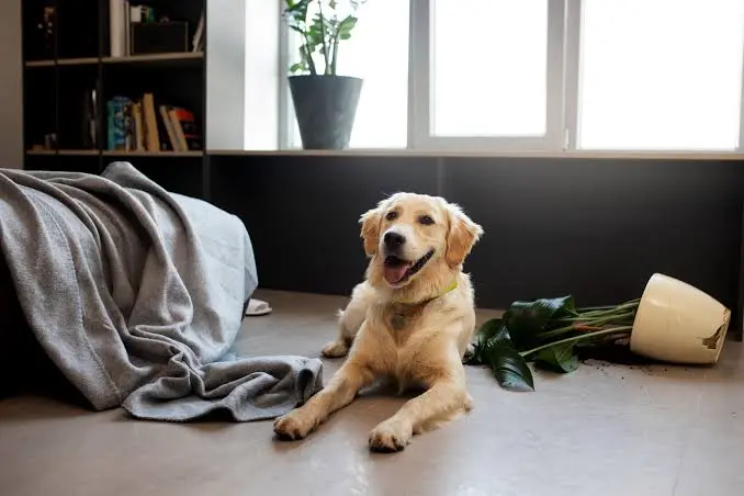 Câmeras para pets ganham espaço entre tutores que passam o dia fora de casa
