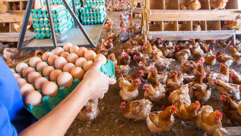 Ovo vira protagonista no agro e movimenta bilhões com força em Goiás