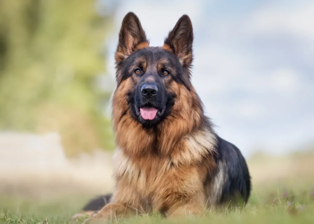 Raças de cachorro ideais para sítio