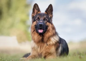 Raças de cachorro ideais para sítio