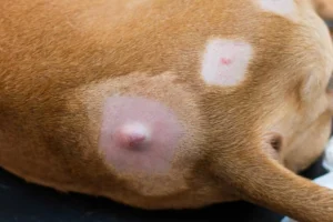 Alerta: nódulos em cães e gatos não devem ser ignorados