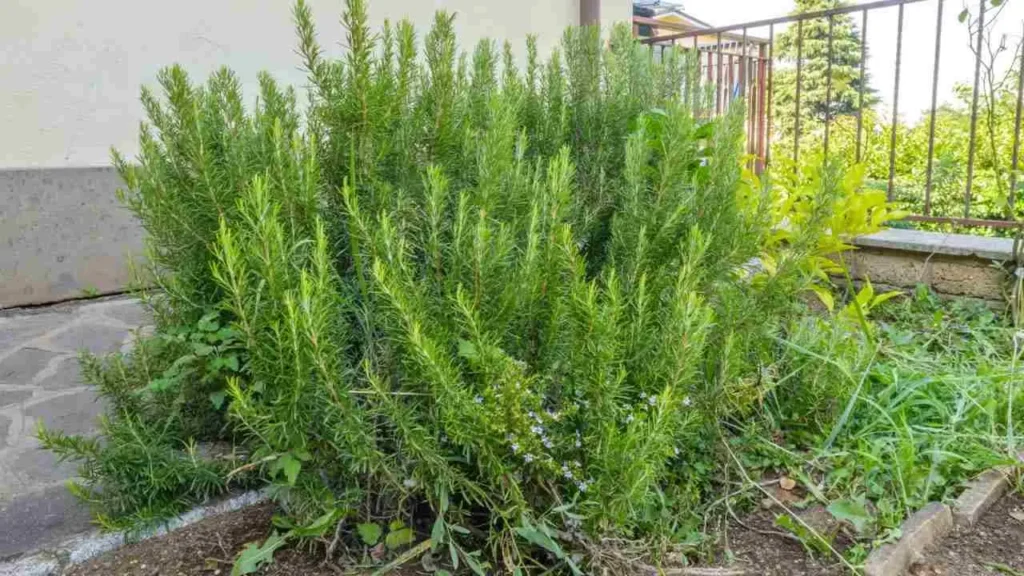 Plantas que espantam baratas