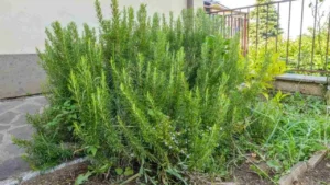 Plantas que espantam baratas