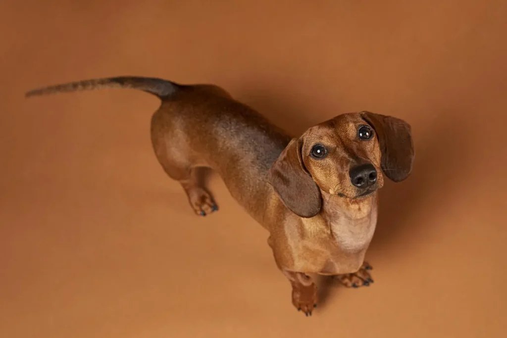 Dachshund