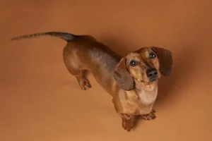 Dachshund