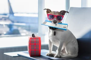 Vai viajar com o pet? Governo lança pesquisa para tornar hotéis e destinos mais amigáveis aos animais