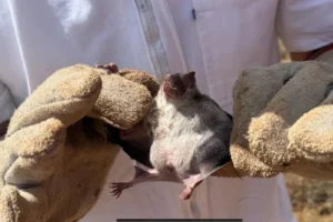Goiás registra 19 casos de raiva em animais de produção
