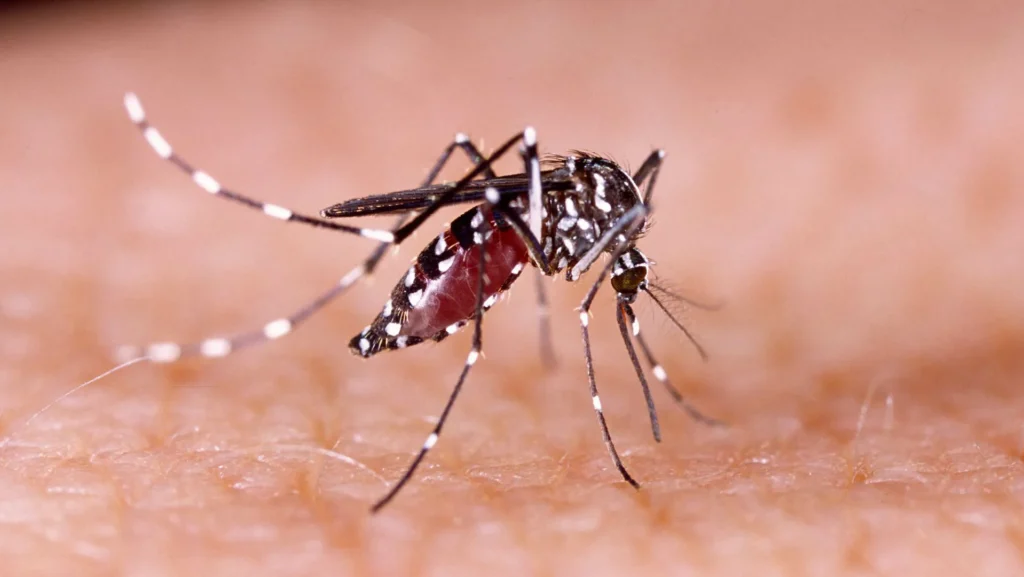 Entenda por que o El Niño pode fazer a dengue voltar a crescer no país