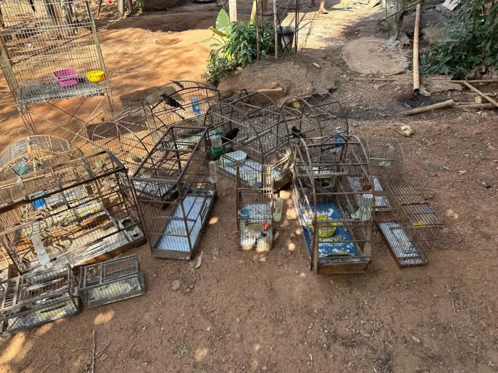 Denúncia leva à apreensão de 20 aves silvestres mantidas ilegalmente em Aparecida
