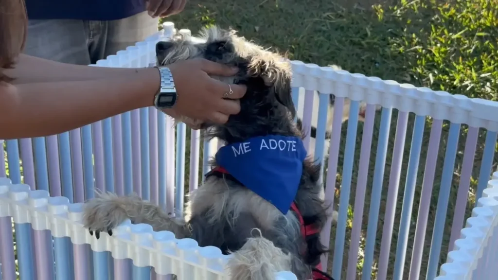 Adoção cachorro aparecida