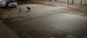cachorro