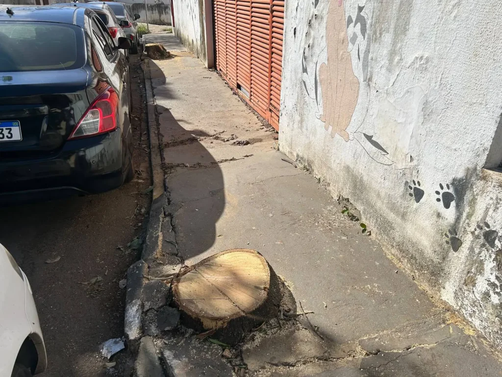 Moradores questionam corte de árvores aparentemente saudáveis em Goiânia