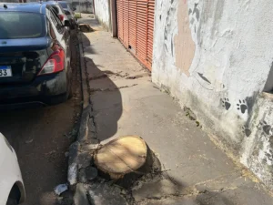 Moradores questionam corte de árvores aparentemente saudáveis em Goiânia