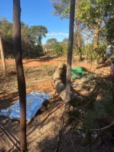Trabalhador morre esmagado por árvore durante poda em Bela Vista de Goiás