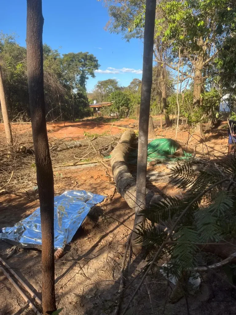 Trabalhador morre esmagado por árvore durante poda em Bela Vista de Goiás