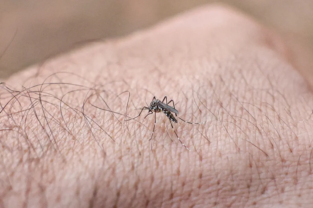 dengue