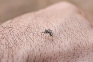 dengue