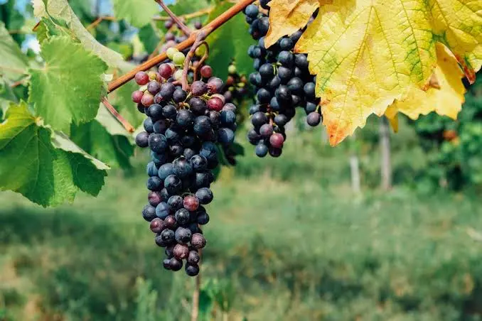 uva