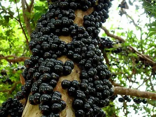 fruta