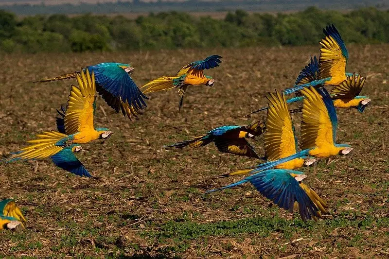 parques nacionais em goiás