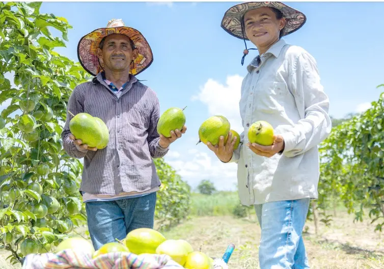 Com exportações em alta, Goiás amplia aposta na produção de frutas