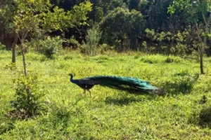 refúgios naturais em Brasília