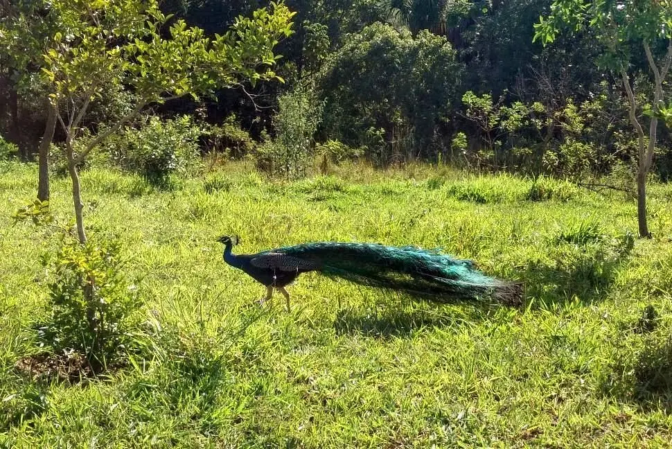 refúgios naturais em Brasília