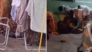 Onça-pintada invade casa, assusta família e é encontrada escondida embaixo de varal no Paraná