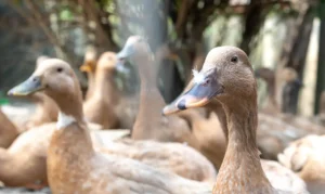 Brasil proíbe produção e venda de foie gras; entenda a nova lei