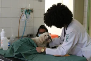 animais stf