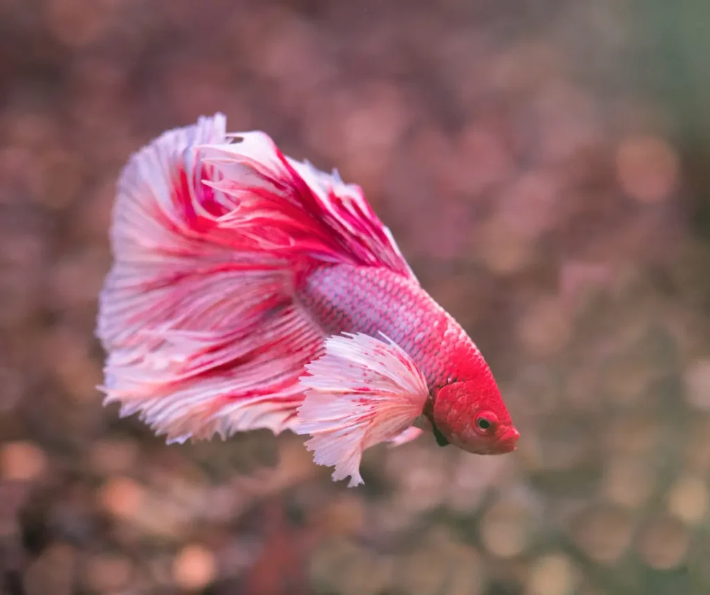 Peixe betta pode viver em aquário pequeno? Veja sete mitos e verdades