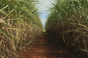 Safra maior de cana deve favorecer etanol e reduzir produção de açúcar