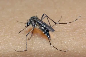 dengue aedes aegypti
