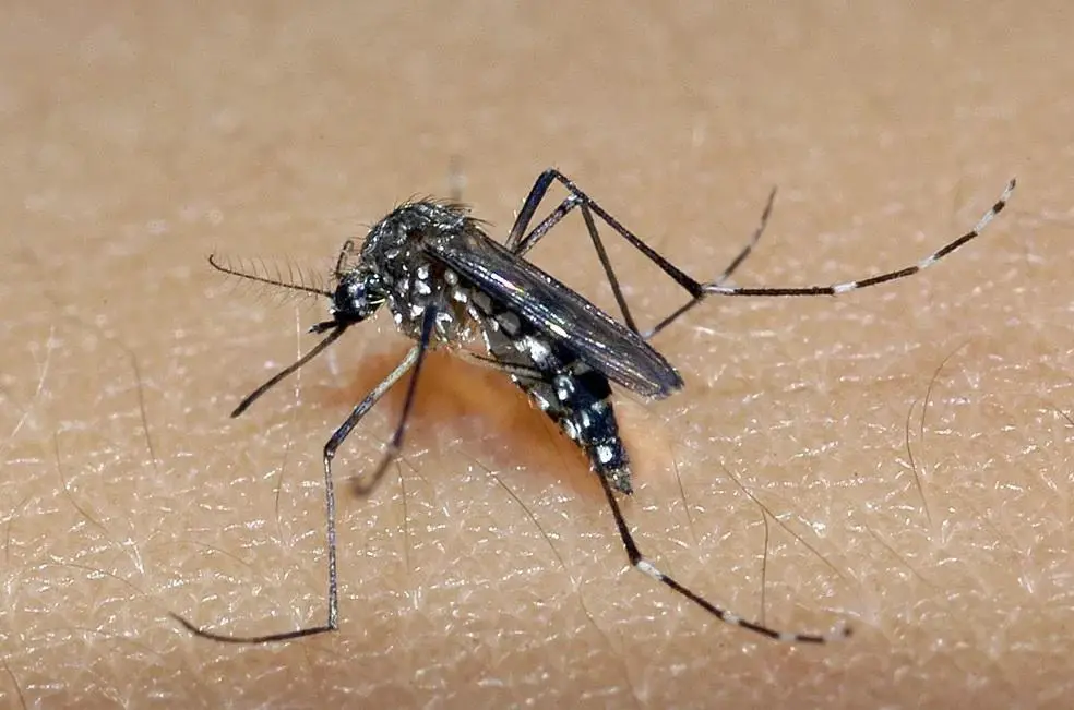 dengue aedes aegypti