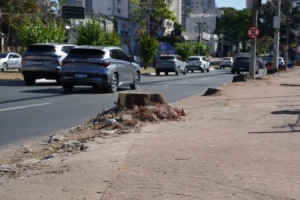 corte de arvores goiania