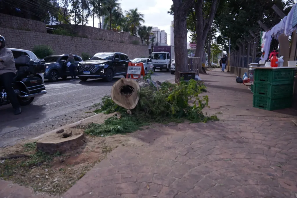 corte de arvores goiania