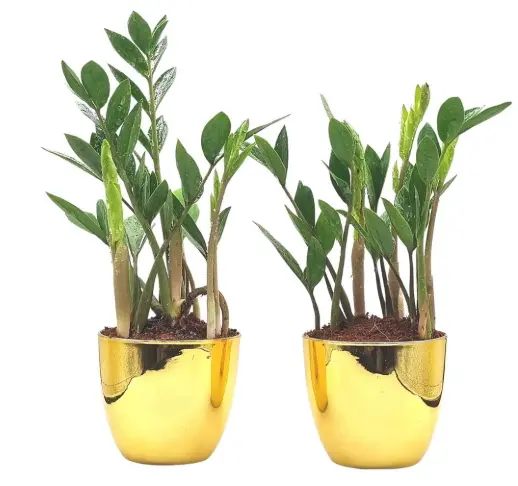 zamioculcas