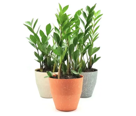 zamioculcas