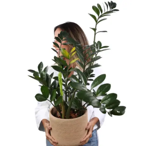 zamioculcas