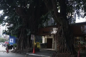 Gameleiras na Praça da Cirrose