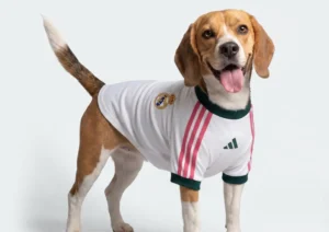 Adidas lança camisas para cães inspiradas em gigantes do futebol europeu