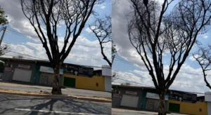 Árvore seca na T-9 com possível risco de queda preocupa moradores em Goiânia