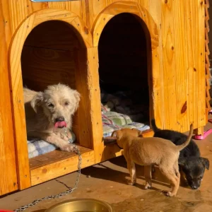 Câmeras flagram abandono de seis cães na sede da Prefeitura de Aparecida; veja vídeo
